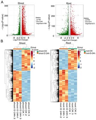 Integrated transcriptomic, proteomic and metabolomic analyses revealing the roles of amino acid and sucrose metabolism in augmenting drought tolerance in Agropyron mongolicum